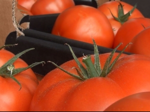 Търговци на домати от Пловдив скубят коси заради Путин /видео/