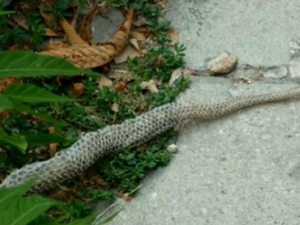 Змия смени кожата си по улиците на Варна