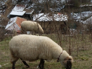 В Пловдивска област са регистрирани 327 животни починали от 