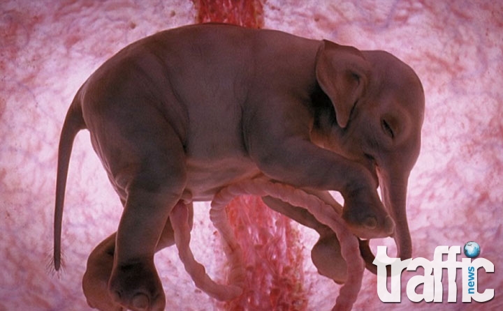 Невероятни снимки на животни в утробата
