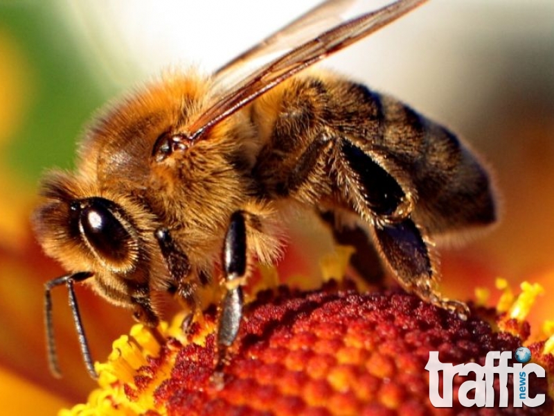 Пчелите умни ли са колкото една навигационна система?
