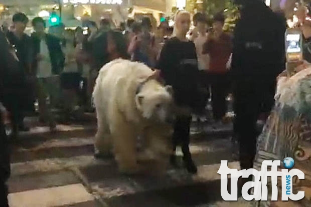 Блондинка разхожда бяла мечка по улиците на Токио