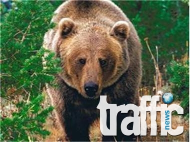 Вземат се спешни мерки за щетите, нанесени от кафявата мечка в Карловско