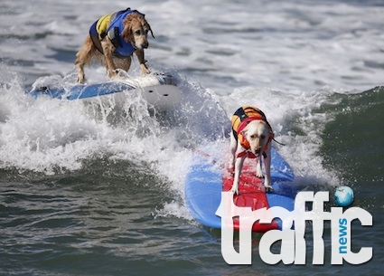 Състезание по сърфинг за кучета в Калифорния ВИДЕО