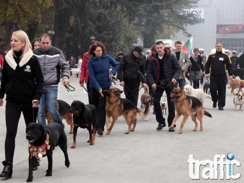 Най-красивите кучета превземат Пловдив през уикенда