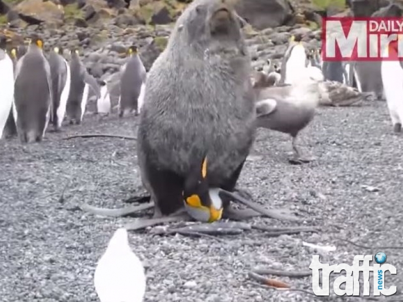 Извратено! Тюлени изнасилват пингвини (ВИДЕО)