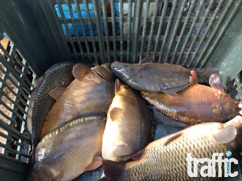 Стартират проверките в магазините и обекти за продажба на риба