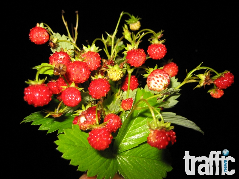Търсят се 350 берачки на ягоди за Испания