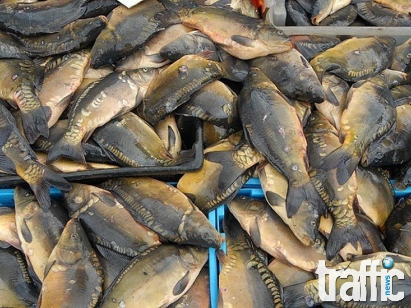 Близо половин тон риба ще бъде раздадена в Асеновград