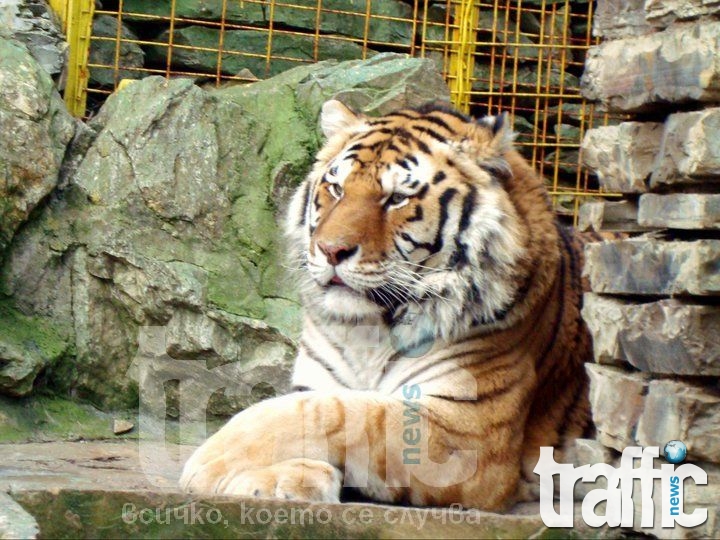 От последните минути: Тигър избяга от зоопарка!