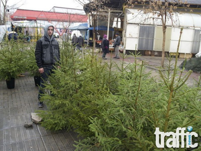Троен скок на цените за коледните елхи