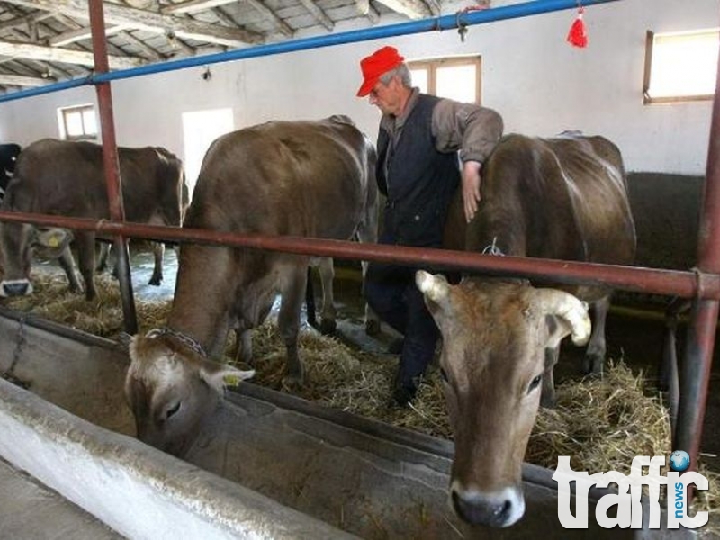 Започна изплащането на помощите за жишотновъдите