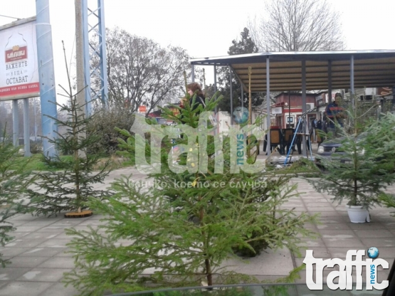 В Пловдив: Елхите за Коледа стигат 160 лева