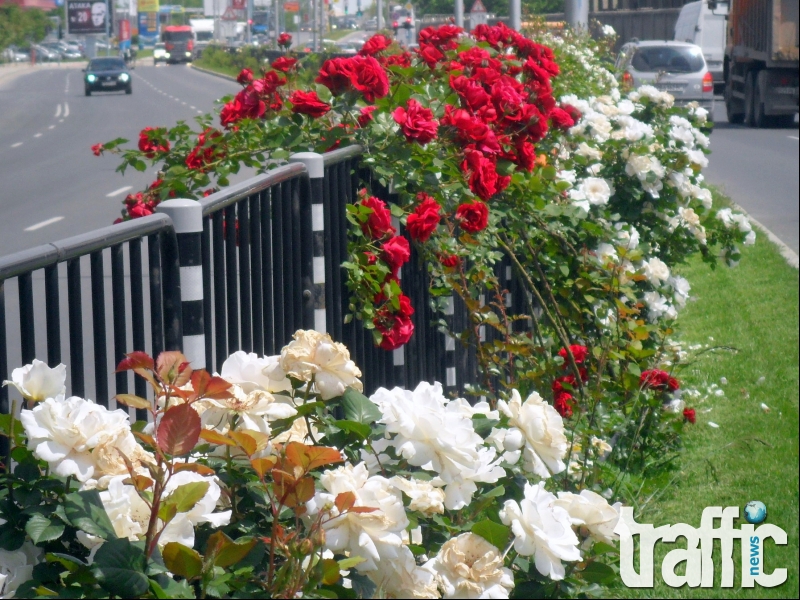 Пловдив като в песента на Пугачова- засадиха 7 500 нови рози