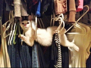 Смешни котки нинджи СНИМКИ
