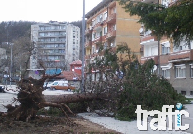 Ураганен вятър в Северна България, дървета падат в София