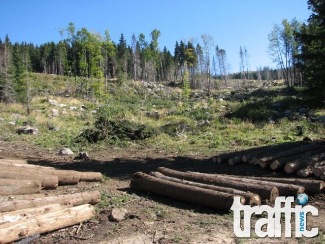 Планира се тримесечна забрана за износ на необработена дървесина