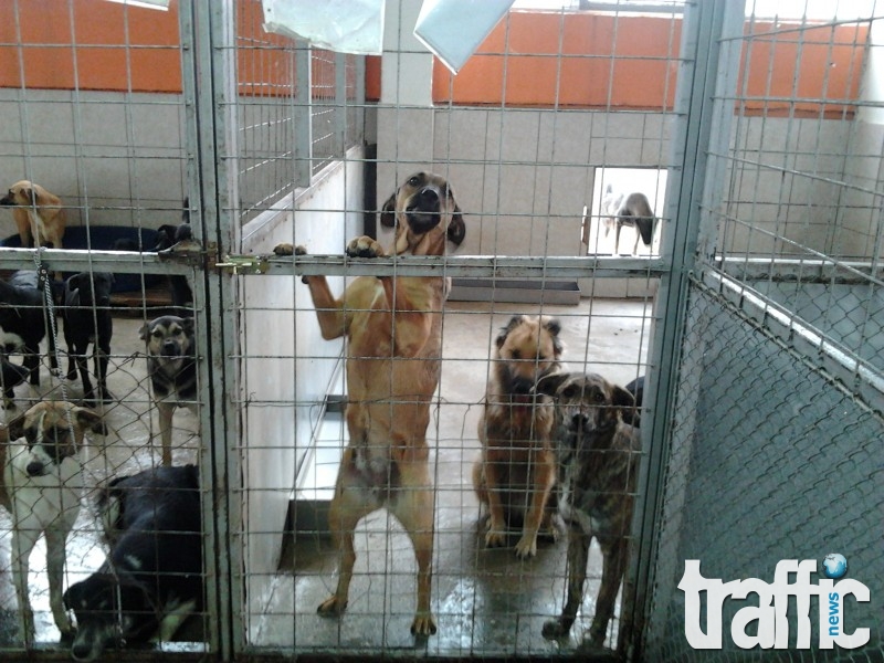 През миналата година от приюта в Пловдив са осиновени 116 кучета