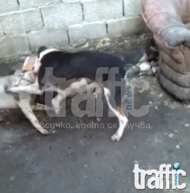 Нова жестокост! Цигани организират кучешки боеве до смърт край Пловдив ВИДЕО 18+
