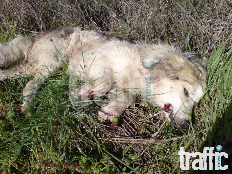 Фермер избухна: Садистите ще убиват кучета, докато съдът оправдава убийците им СНИМКИ