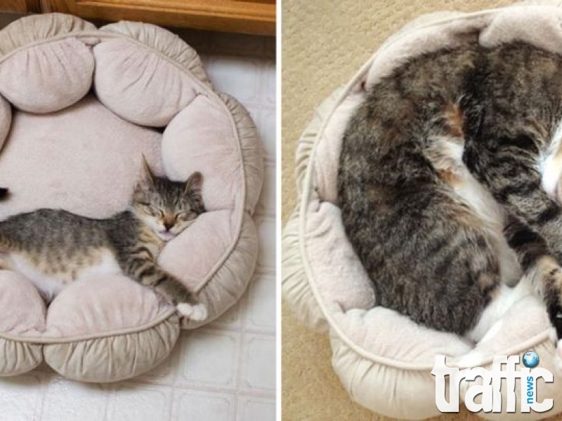 Забавни снимки на котки преди и сега СНИМКИ
