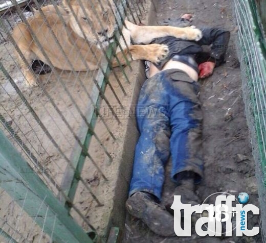 Лъвица уби мъж в зоопарка СНИМКИ 18+