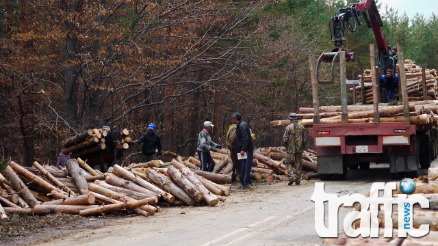 3 месеца мораториум върху износа на дървесина, над Свежен секат ударно