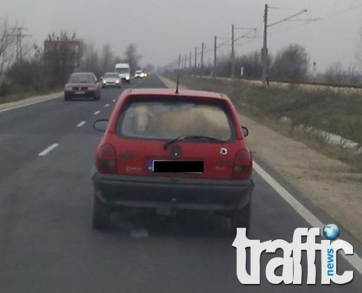 Селянин набута овцата си в.... 