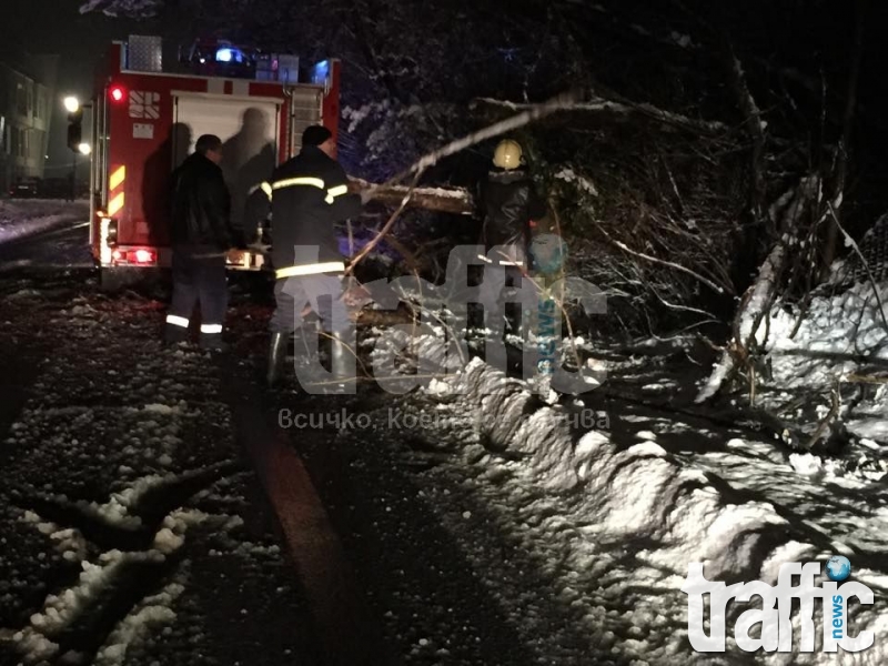 Дърво се стовари на метри от кола ВИДЕО