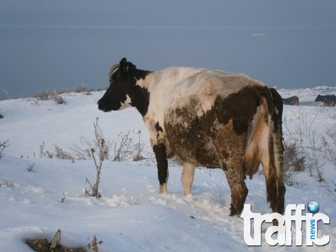 Крадци задигнаха двете крави на баба от Рогош