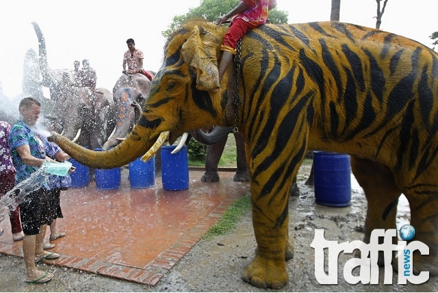 Как Тайланд празнува Деня на слона СНИМКИ