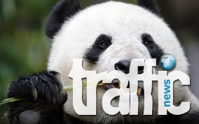 Ухапан от панда китаец получи обезщетение от 83 хиляди долара