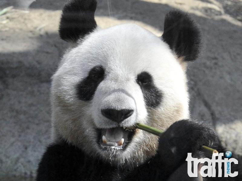 Мъж получи 80 000 евро обезщетение, заради нападение от панда