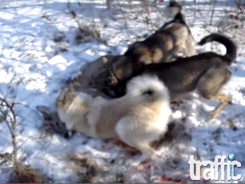 Пловдивски ловци искат арест за Трапера, който показа в интернет как вълкашините му разкъсват сръндак 