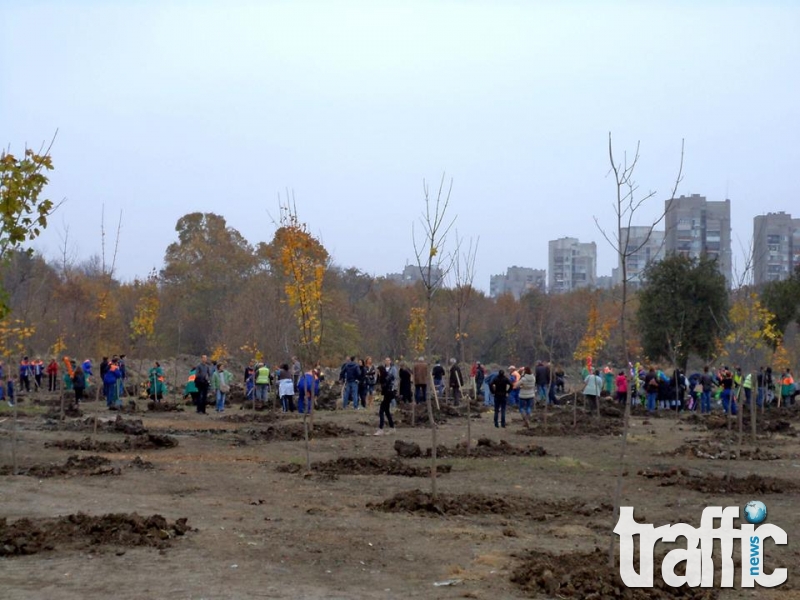 Засадиха над 400 нови дръвчета в 