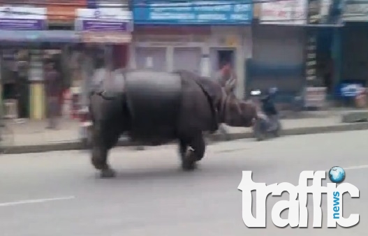 Разярен носорог уби жена и рани шестима души в Непал ВИДЕО