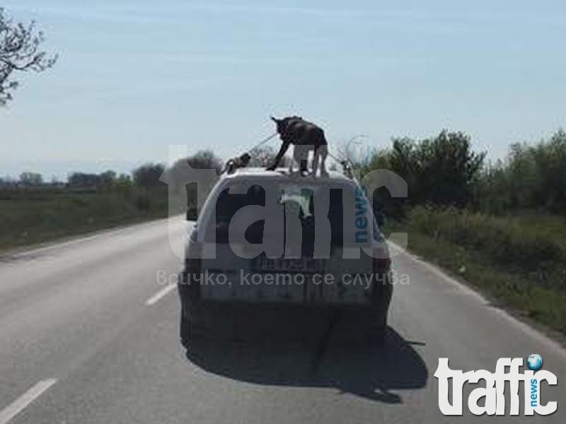 Тотална гавра: Изроди возят куче върху покрива на кола край Пловдив ВИДЕО