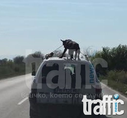 Три години затвор за циганина, който вози куче на покрива на колата си