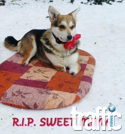Кучето Мима с отрязаните лапи почина от рак в Германия