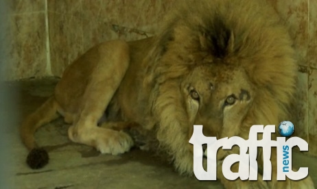SOS за лъва Борис от хасковския зоопарк 