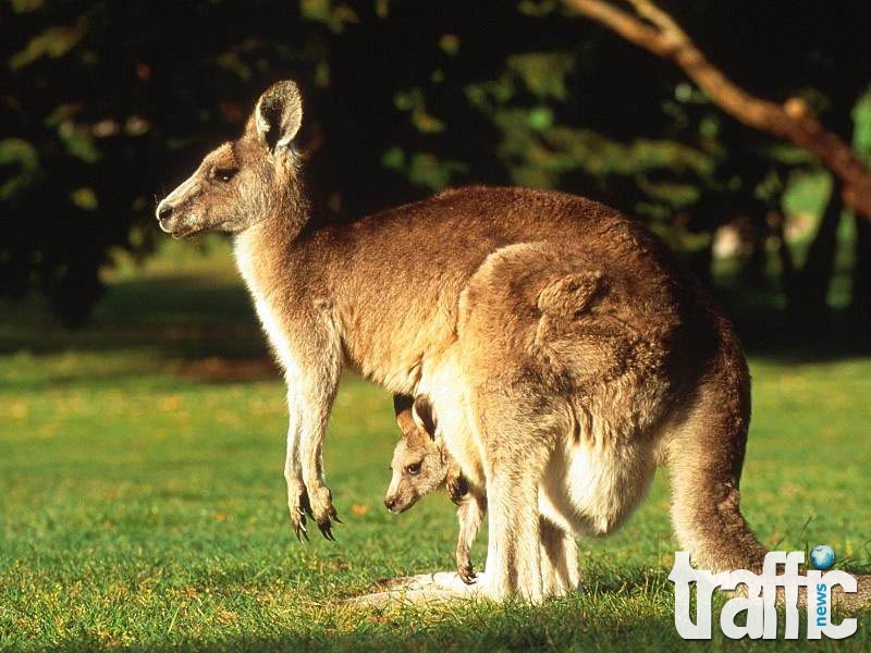 Откраднаха бебе кенгуру направо от торбата на майката