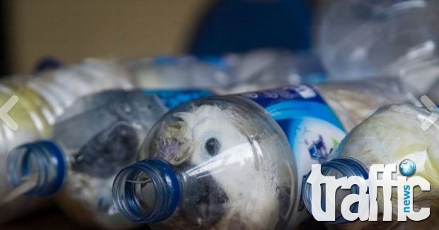Набараха 24 упоени какаду-та мушнати в бутилки за вода