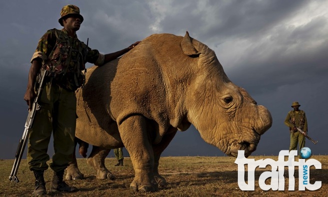 Охраняват последния жив мъжки бял носорог