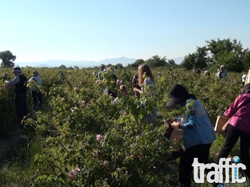 Розовата долина посрещна стотици туристи за Празника на розата - ВИДЕО от тържествата в Карловско