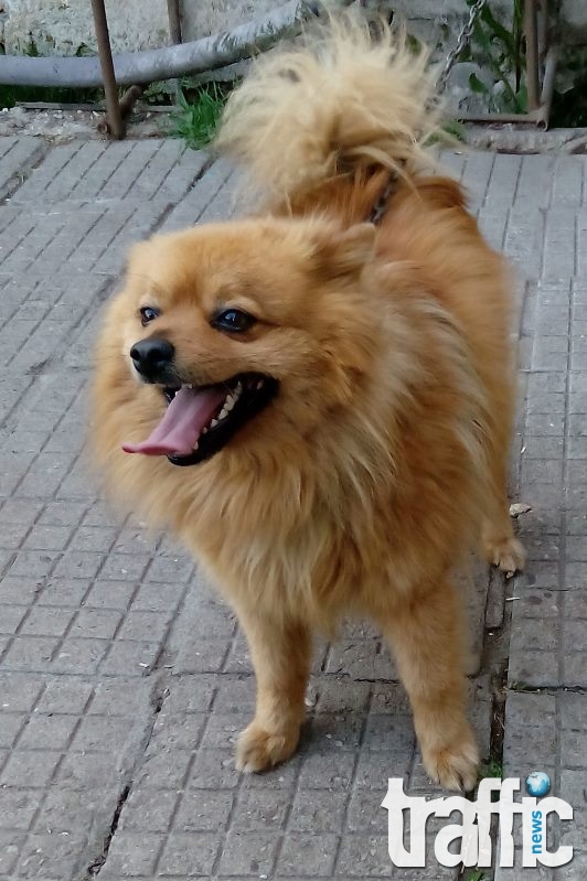 Изчезнал шпиц! Молим за помощ!