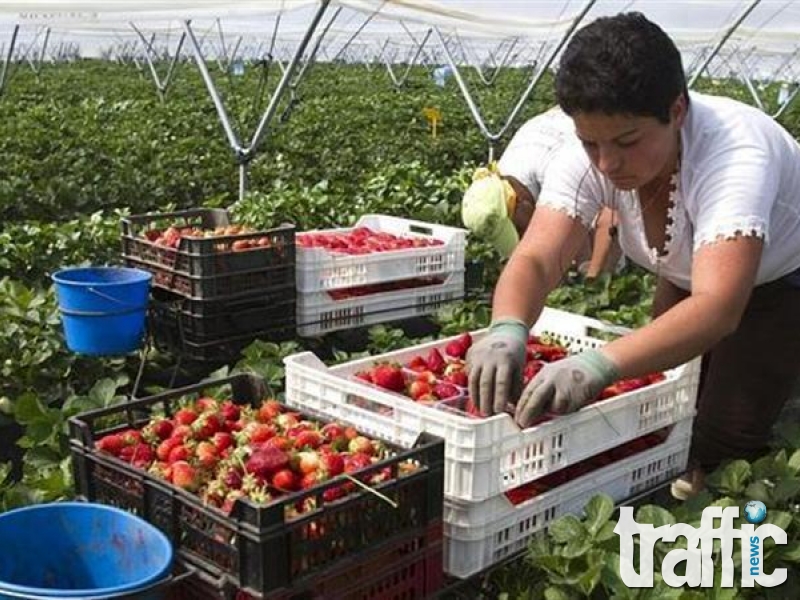 Българите като роби в чужбина - работят по 15 часа на ден, мамят ги с парите