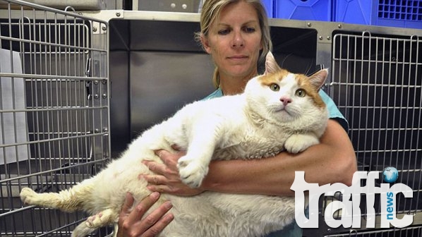 Най-дебелата котка в САЩ минава на диета