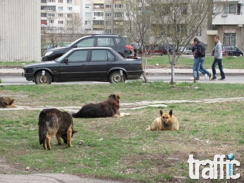 Кучешки хор тероризира цял квартал в Пловдив ВИДЕО 