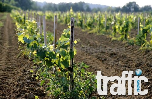 Инвеститор от Сибир сади лозя в Нови пазар 