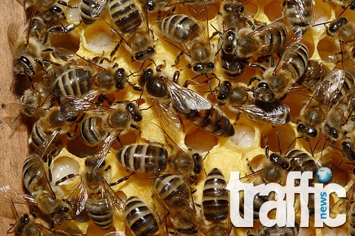Пестициди убиват около 10 % от пчелните семейства във Варненско